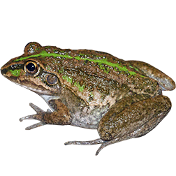 Striped Burrowing Frog